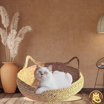 chat panier griff refuge sans coussin et oreiller chat blanc observant