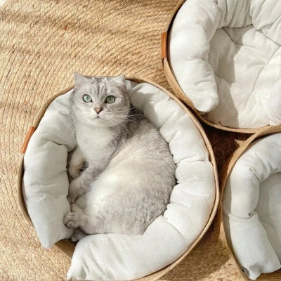 panier chat osier british shorthair detendu dedans