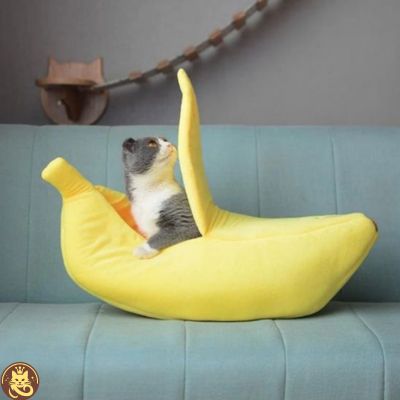 panier pour chat banana split chat observant dedans