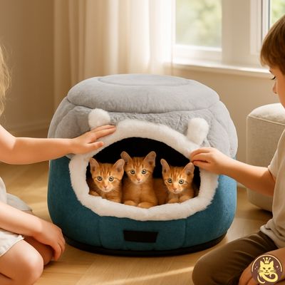 panier pour chat cocon caméléon trois chatons fillette garçon caressant