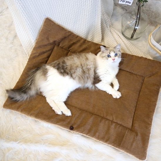 panier pour chat cÎté tapis suÚde persan detendu dessus