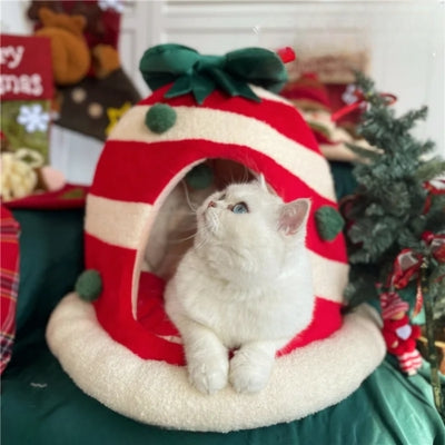 persan observant dans niche chat