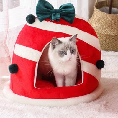 ragdoll-debout-dans-sa-niche-chat