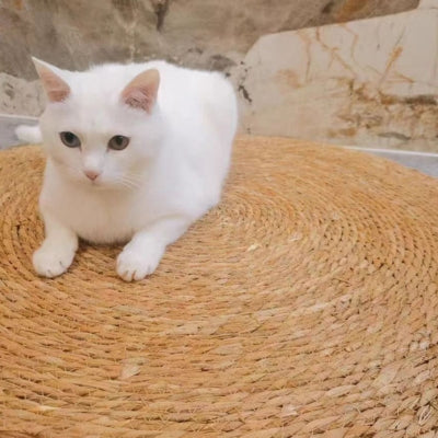 tapis griffoir chat chaton relaxant dessus