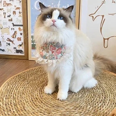 tapis griffoir chat ragdoll assis dessus