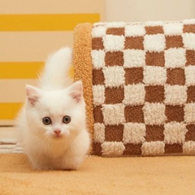 tunnel chat marron chaton sortant tunnel