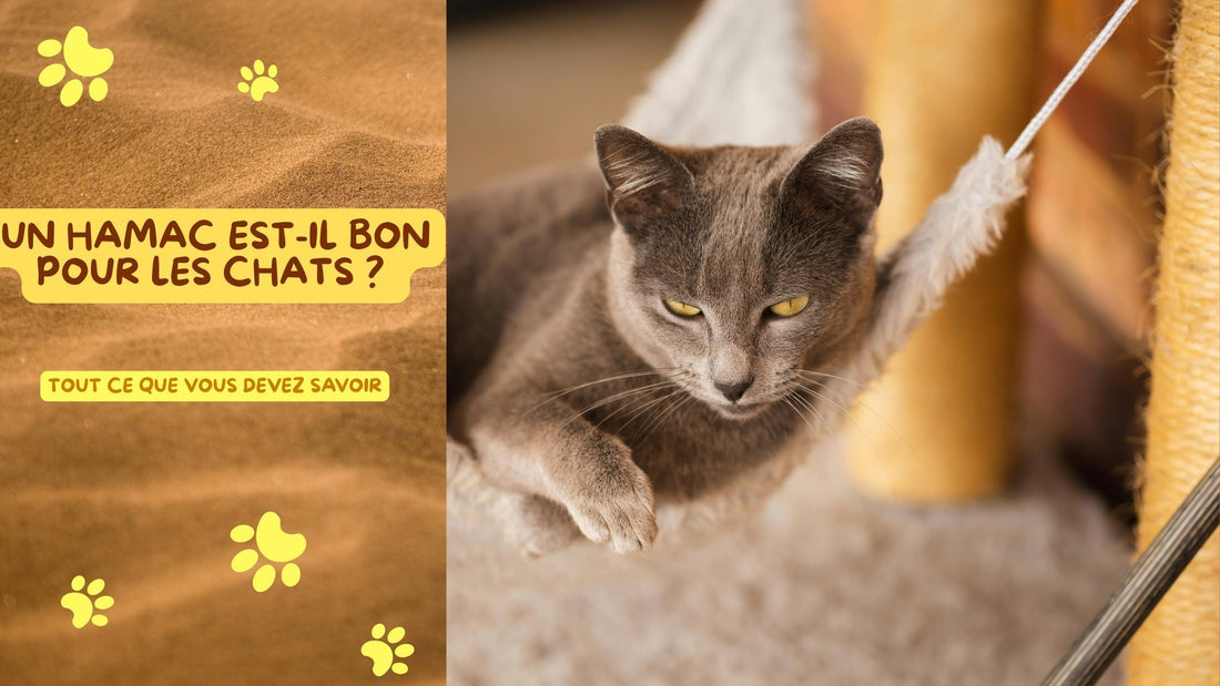 HAMAC POUR CHAT EN A T IL VRAIMENT BESOIN?