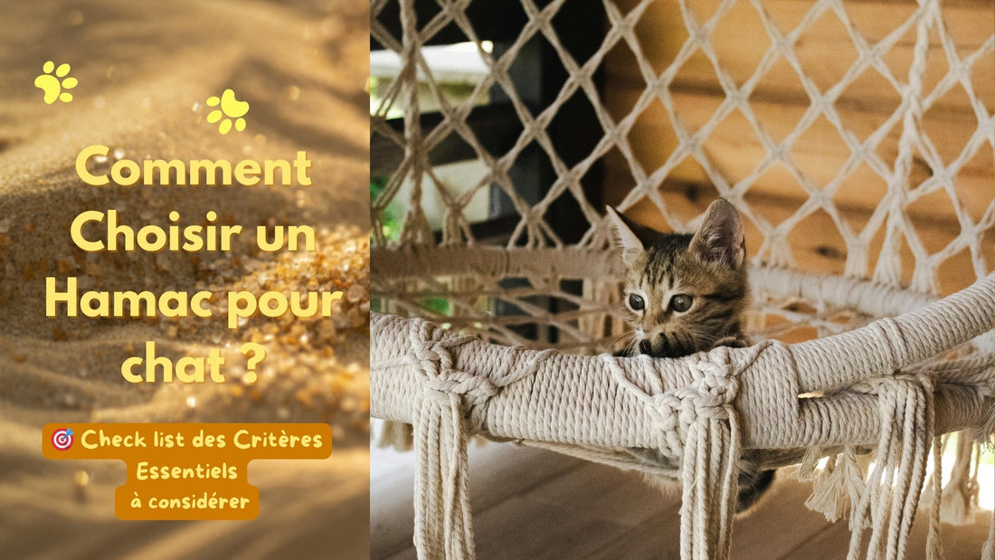 chaton lové dans son hamac pour chat