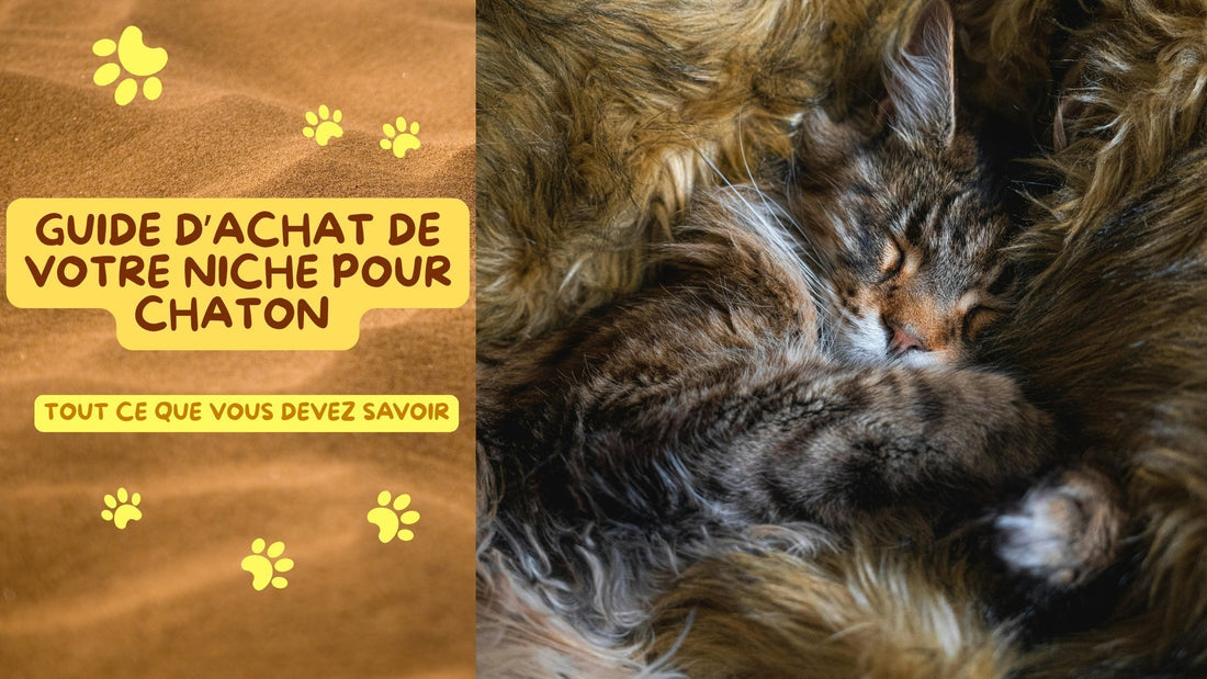 chat lové confortablement dans sa niche pour chaton