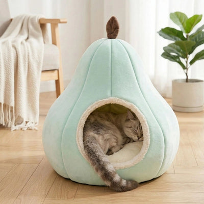 american shorthair lové couffin chaton