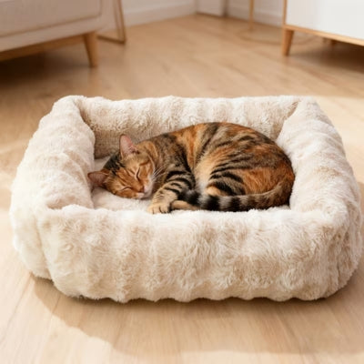 bangal couché en boule dans coussin chaton