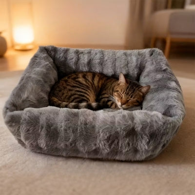 bangal endormi dans coussin chaton