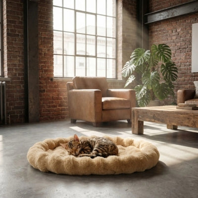 bangal endormi dans lit pour chaton