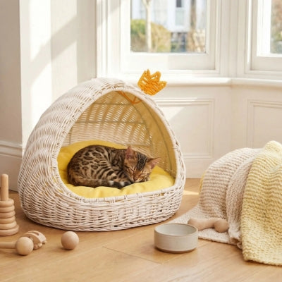 bangal endormi dans panier chatons