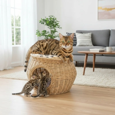 bangal relaxant dessus panier chat osier chatons griffant