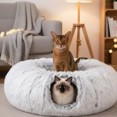 chat dans niche pour chat intérieur autre sur dessus