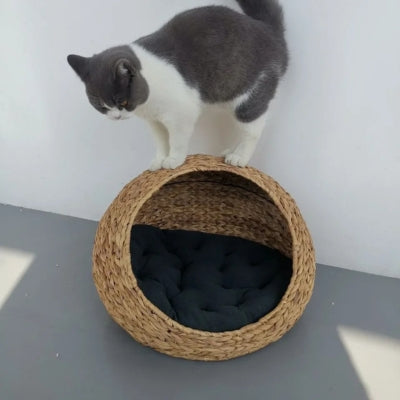 chat debout sur dessus panier pour chat osier 