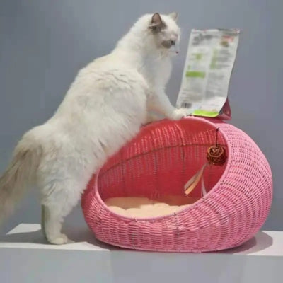 chat debout sur it pour chaton rose