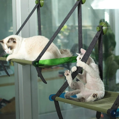 chat detendu hamac chat fenêtre autre chat jouant autre hamac