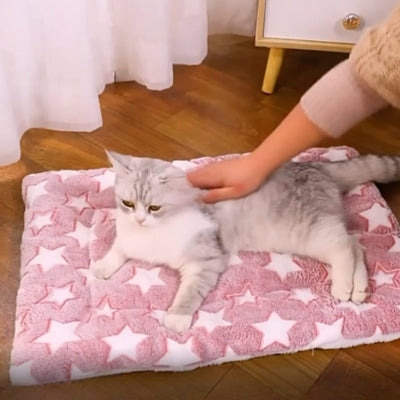 chat detendu sur tapis chat maîtresse le caressant