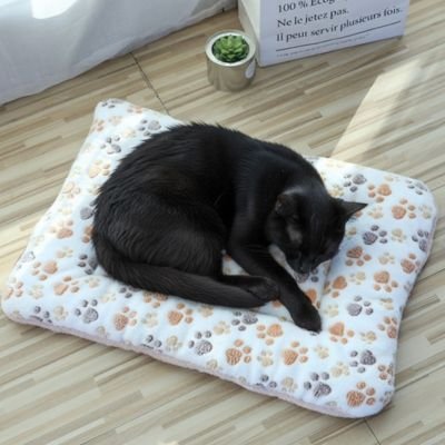 chat dort profondement sur tapis chat blanc pattes chat