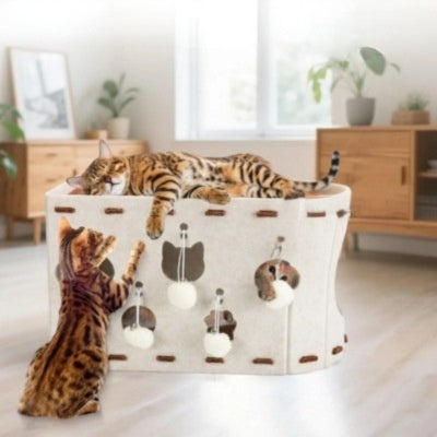 chat endormi haut cocon pour chat autre fait ses griffes dessus