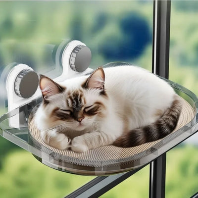 chat endormi sur hamac chat suspendu à fenêtre