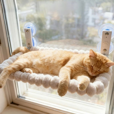 chat endormi sur hamac chat suspendu blanc