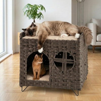 chat endormi sur perchoir niche chat osier abyssin observe dedans