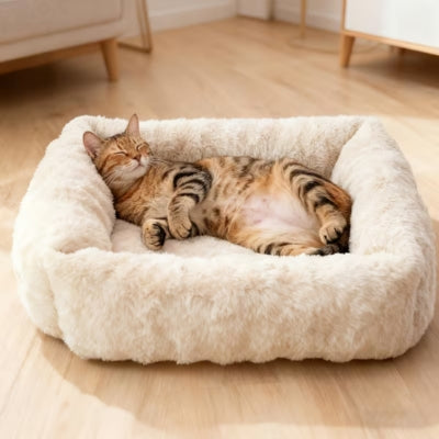 chat fait sieste dans coussin chaton