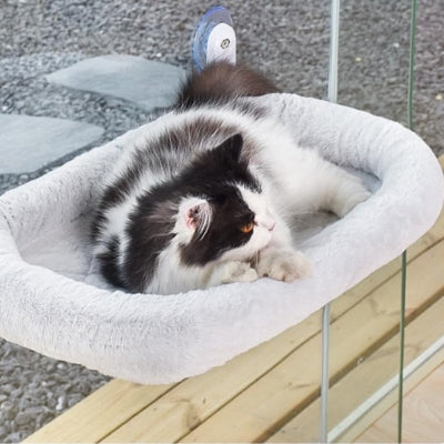 chat hamac fenêtre gris peluche ragdoll relaxant dessus