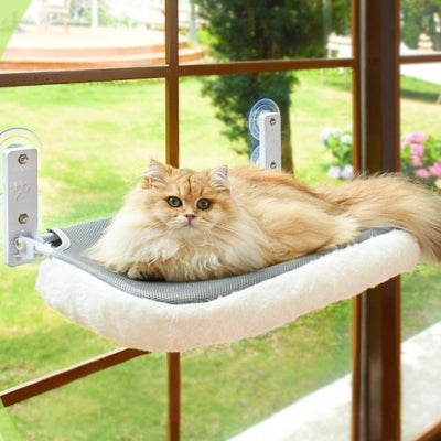 chat hamac fenêtre ragdoll detendu dessus