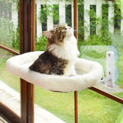 chat hamac fenêtre ragdoll observant dessus