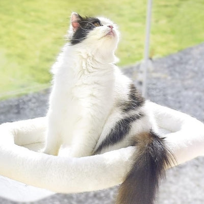 chat hamac fenêtre ragdoll observant son territoire dessus