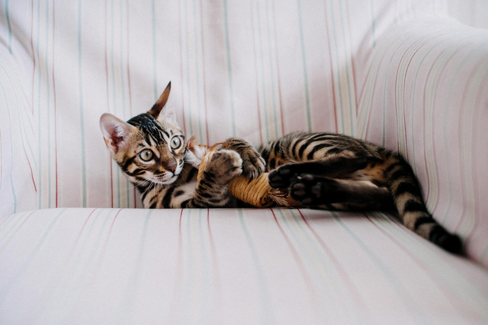 chat joueur photo page acceuil bangal joue