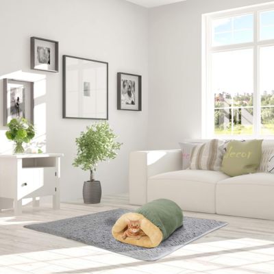 chat niche vert sauge chaton dedans dans salon