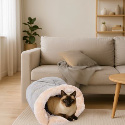 chat niche vert sauge siamois detendu dedans dans salon