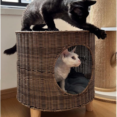 chat observant dans panier à chat en osier autre depuis toit 