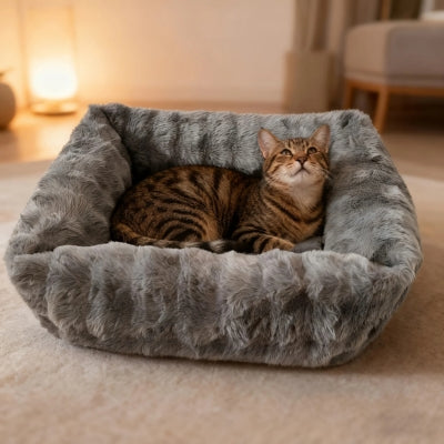 chat observant dans son coussin chaton
