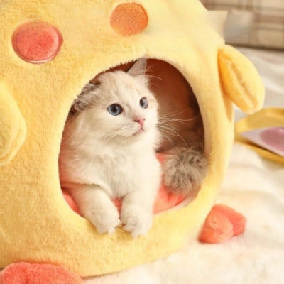 chat observe dans confort cocon pour chat