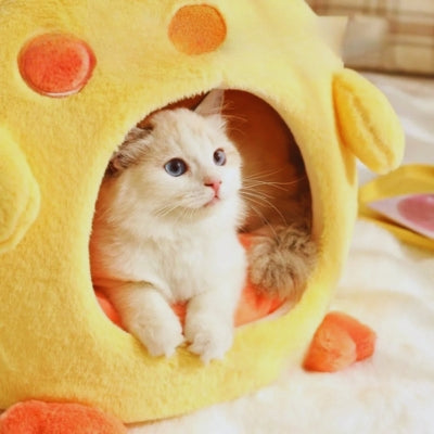 chat observe dans son cocoon chat