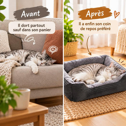 chat panier avant chat dort sur canapé après dans panier gris foncé