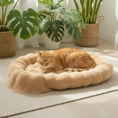 chat relaxant sur son lit pour chaton