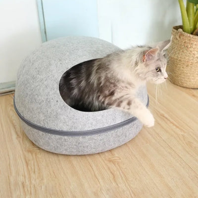 chat sort cocon chat gris clair