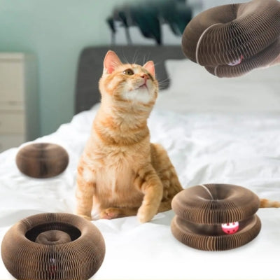 chaton attiré par griffoir pour chat