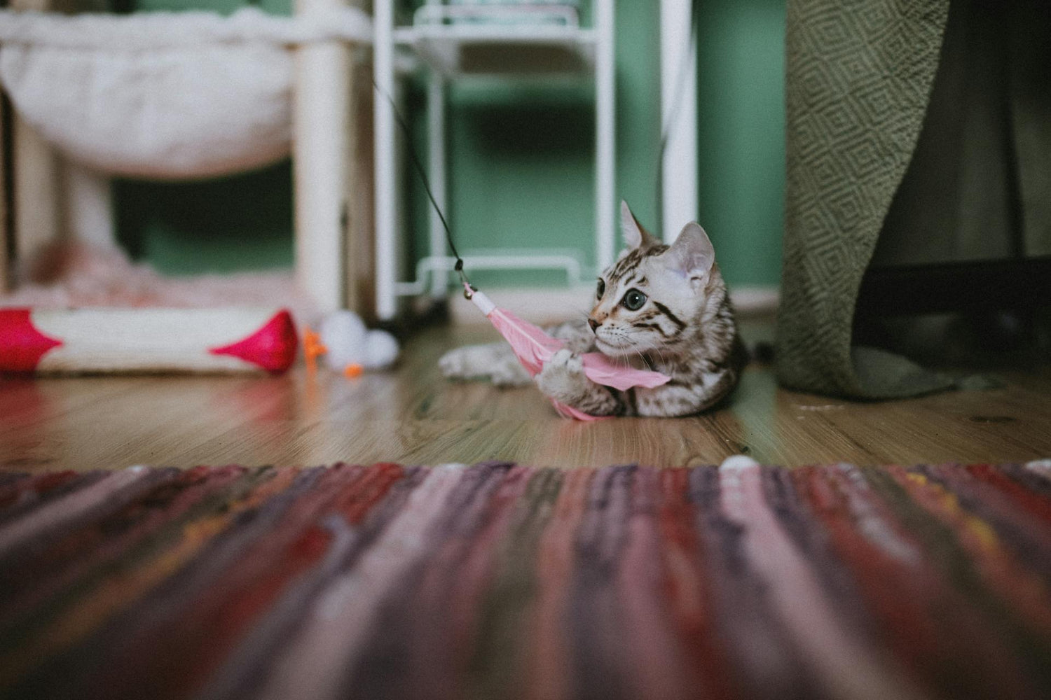 chaton bangal jouant jouet plume 