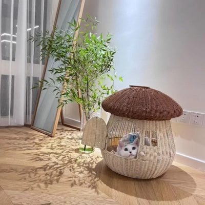 chaton caché dans maison pour chaton noisette