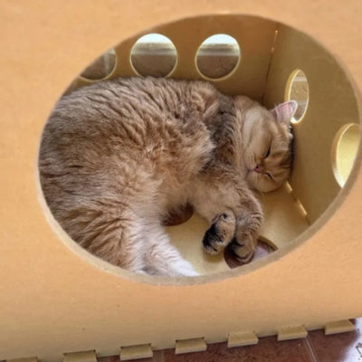 chaton couché en boule dans maison pour chaton