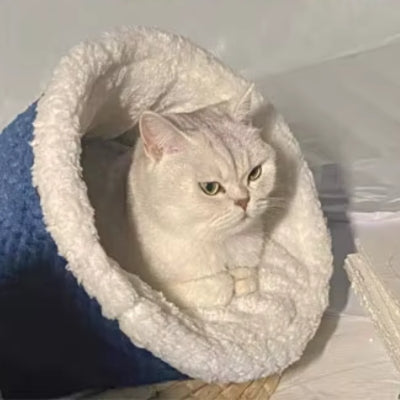 chaton detendu nid chaton bleu marine