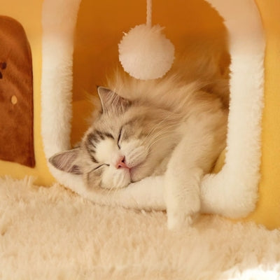 chaton dort profondement dans maison pour chaton maison soleil